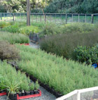 Nursery