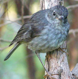 Tāwharanui Open Sanctuary Society
