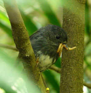 Tāwharanui Open Sanctuary Society