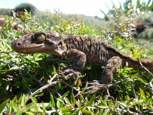 Duvaucel Gecko Arp 2019