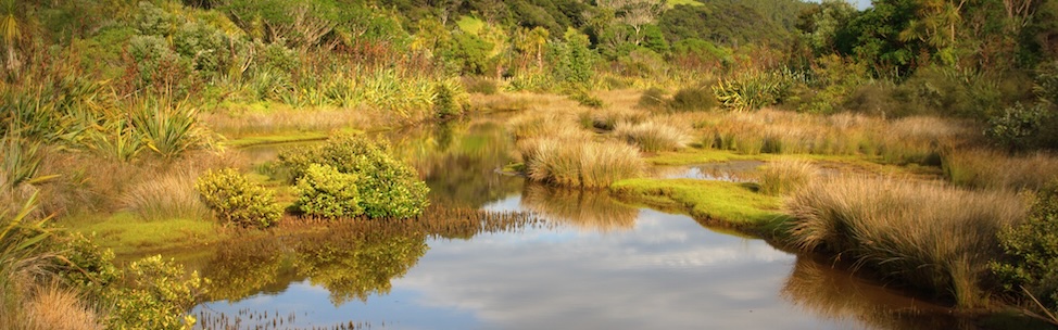 A body of water in the foreground, part of a wetland, surrounded by grasses and flaxes, that are also reflected in the water.