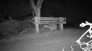 Kiwi walking past track signs at night
