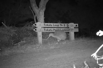 Kiwi walking past track signs at night